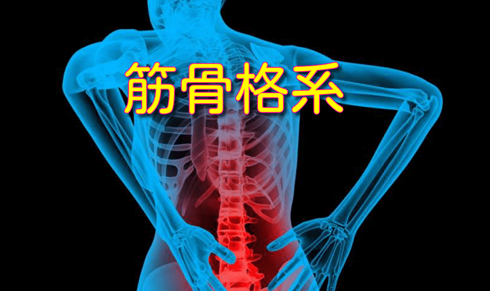 筋骨格系の画像