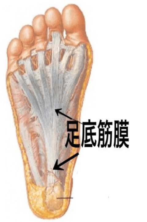 足底筋膜の画像